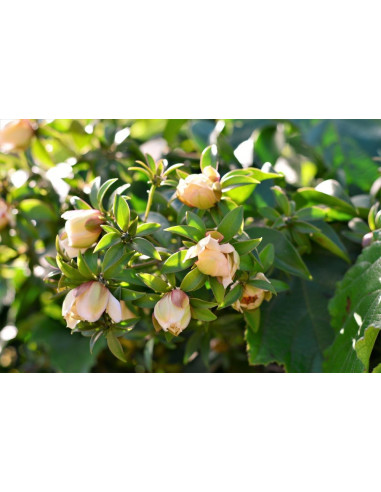 Barbados gooseberry (Pereskia aculeata) CACTI...