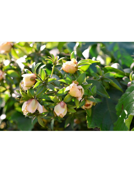 1 Uña de gato (Pereskia aculeata) Cactus arbol, Cacto de hoja, cacto rosa o Uña de gato arbustro semi trepador Venta de plantas