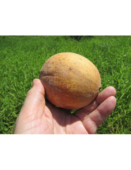 Jagua tree (Genipa americana) The tree of the ancient Jagua tatoo - Buy here rare native trees from Mexio - We ship worldwide!