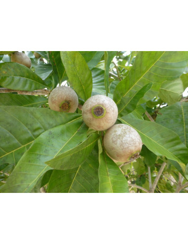Jagua tree (Genipa americana) The tree of the...