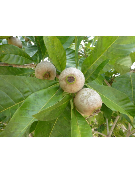 Jagua tree (Genipa americana) The tree of the ancient Jagua tatoo - Buy here rare native trees from Mexio - We ship worldwide!