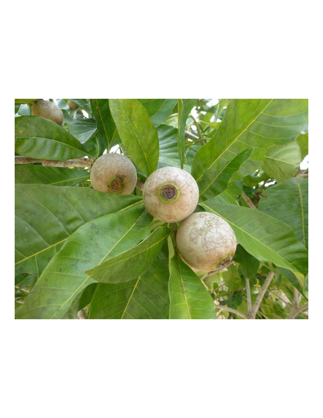 Jagua tree (Genipa americana) The tree of the ancient Jagua tatoo Buy