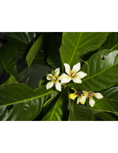 Jagua tree (Genipa americana) The tree of the...