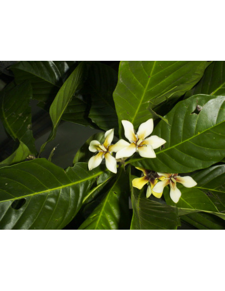 Jagua tree (Genipa americana) The tree of the ancient Jagua tatoo - Buy here rare native trees from Mexio - We ship worldwide!