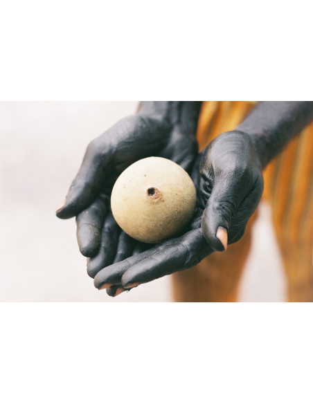 Jagua tree (Genipa americana) The tree of the ancient Jagua tatoo - Buy here rare native trees from Mexio - We ship worldwide!