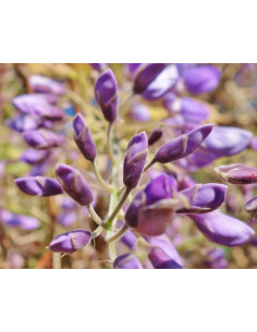 Chinese wisteria - Wisteria...