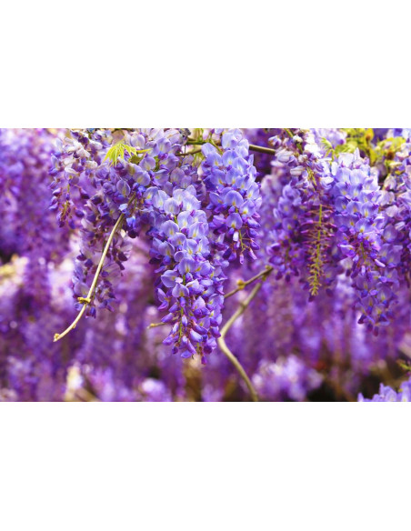 1 Arbolito de Wisteria sinensis (Morada) Glicinia, glicinio, glicina Venta, comprar, Plantas de vivero