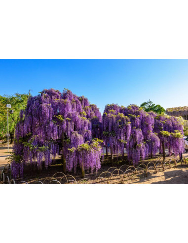 1 Arbolito de Wisteria sinensis (Morada)...