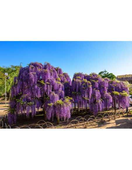 1 Arbolito de Wisteria sinensis (Morada) Glicinia, glicinio, glicina Venta, comprar, Plantas de vivero