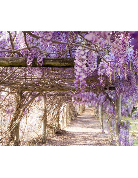 1 Arbolito de Wisteria sinensis (Morada) Glicinia, glicinio, glicina Venta, comprar, Plantas de vivero