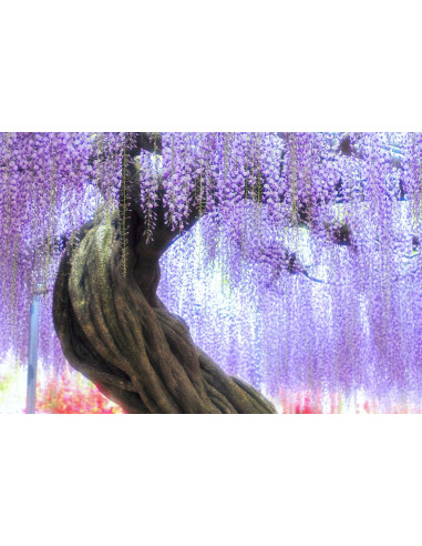 Chinese wisteria - Wisteria sinensis Live...