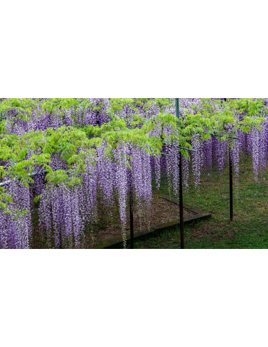 1 Arbolito de Wisteria sinensis (Morada)...