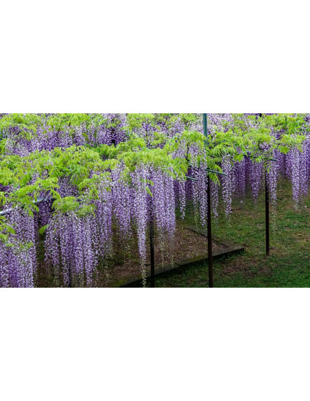 1 Arbolito de Wisteria sinensis (Morada) Glicinia, glicinio, glicina Venta, comprar, Plantas de vivero