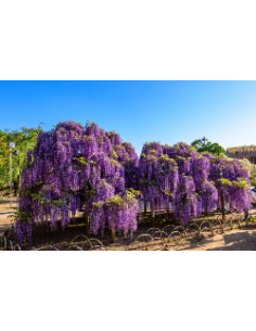 1 Arbolito de Wisteria... 2