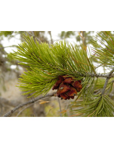 Mexican Pinyon pine (Pinus...