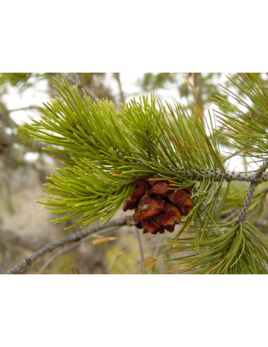 1 Arbolito de Pino piñonero (Pinus cembroides) Pino piñonero Mexicano - Mexican pine