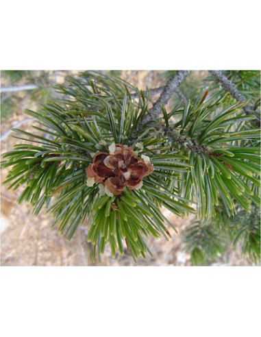 1 Arbolito de Pino piñonero (Pinus cembroides)...