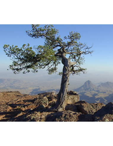 Mexican Pinyon pine (Pinus cembroides)...