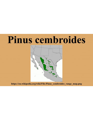 1 Arbolito de Pino piñonero (Pinus cembroides)...