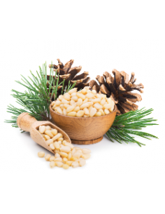 Mexican Pinyon pine (Pinus... 2