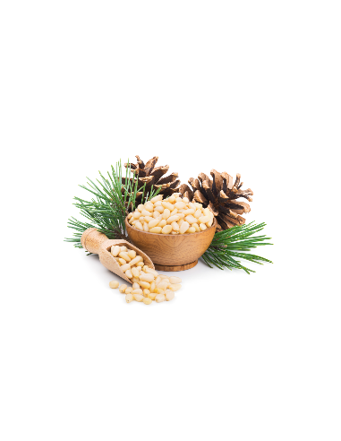 Mexican Pinyon pine (Pinus cembroides)...