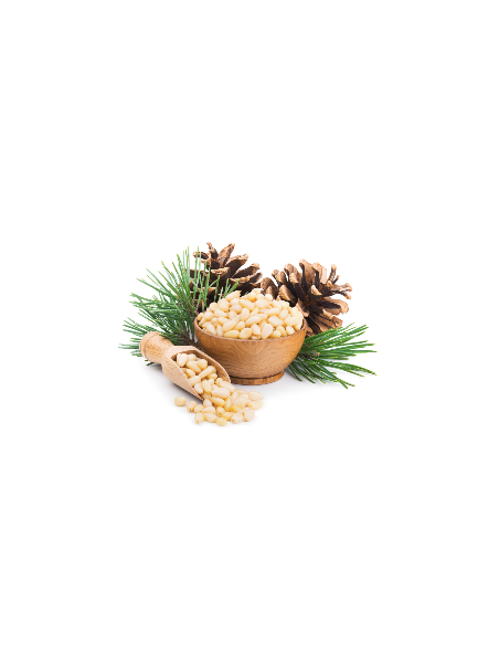 1 Arbolito de Pino piñonero (Pinus cembroides) Pino piñonero Mexicano - Mexican pine