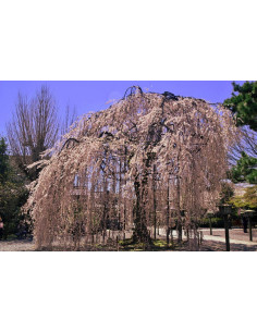 Okame cherry tree (Prunus x...