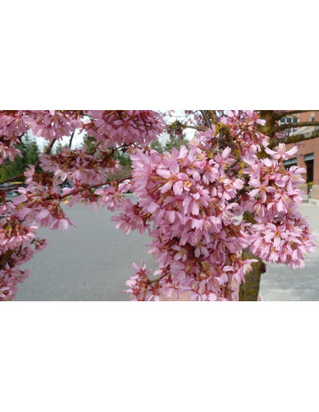 Okame cherry tree (Prunus x incamp) BUY HERE RARE CHERRY TREES FROM USA AND MEXICO.