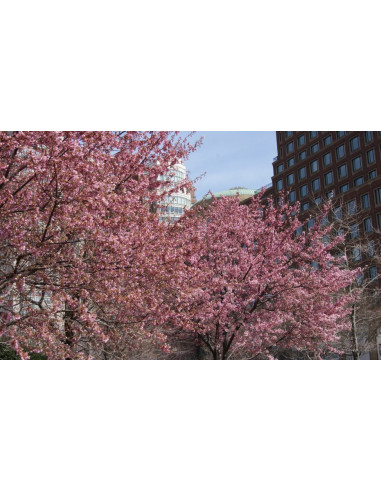 1 Arbolito de Cerezo japones 'OKAME' (Prunus x...
