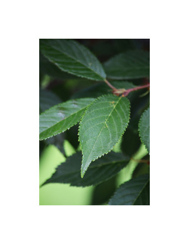 Okame cherry tree (Prunus x incamp) BUY HERE...