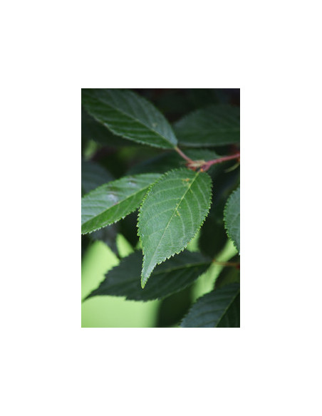 1 Arbolito de Cerezo japones 'OKAME' (Prunus x incamp.) Venta de Cerezo japones raros cultivares