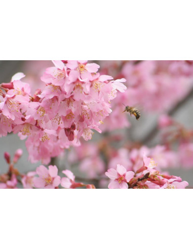 Okame cherry tree (Prunus x incamp) BUY HERE...