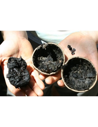 1 Calabash tree Live plant (Crescentia cujete) Mexican nurserys online