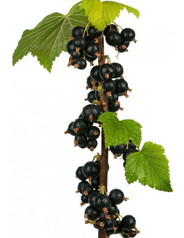 Blackcurrant 'Consort' Black currant bush for sale (Ribes nigrum) USA PLANTS - SHIPPING ORDER HERE.