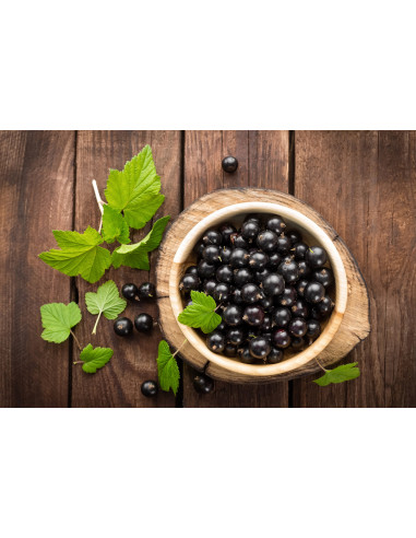 1 Arbolito de Grosella negra 'Consort' (Ribes...