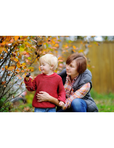 1 Arbolito de Grosella negra 'Consort' (Ribes...