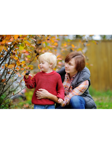 Blackcurrant 'Consort' Black currant bush for sale (Ribes nigrum) USA PLANTS - SHIPPING ORDER HERE.