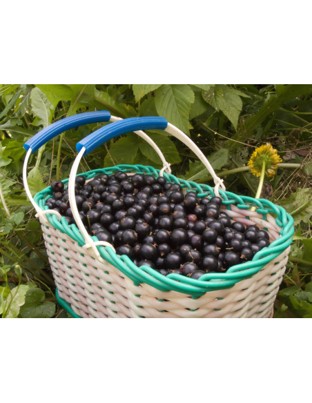Blackcurrant 'Consort' Black currant bush for sale (Ribes nigrum) USA PLANTS - SHIPPING ORDER HERE.