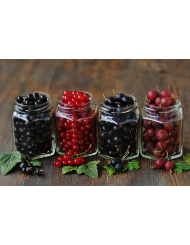 1 Arbolito de Grosella negra 'Consort' (Ribes...