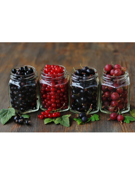 Blackcurrant 'Consort' Black currant bush for sale (Ribes nigrum) USA PLANTS - SHIPPING ORDER HERE.