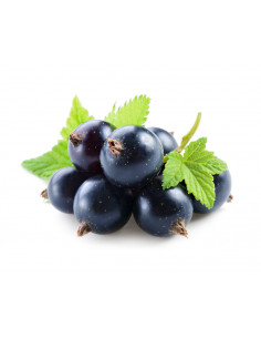 Blackcurrant 'Consort'... 2