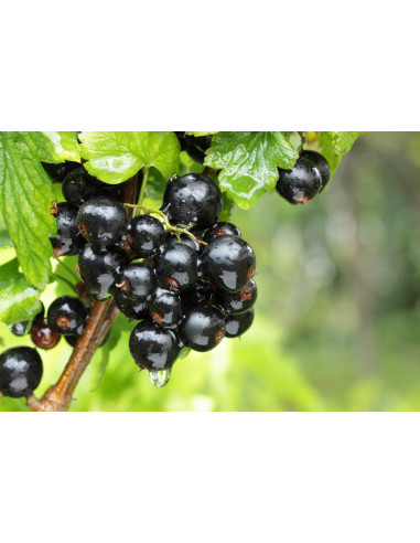 1 Arbolito de Grosella negra 'Consort' (Ribes...
