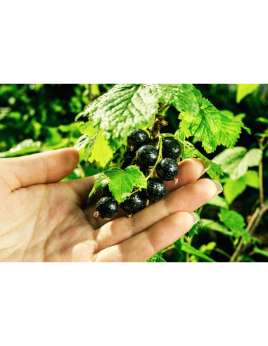 1 Arbolito de Grosella negra 'Consort' (Ribes...