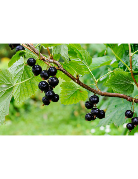 Blackcurrant 'Consort' Black currant bush for sale (Ribes nigrum) USA PLANTS - SHIPPING ORDER HERE.