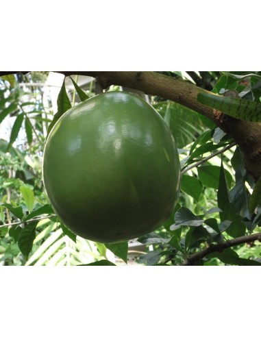 1 Calabash tree Live plant (Crescentia cujete) Mexican nurserys online