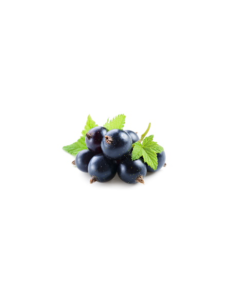 Blackcurrant 'Consort' Black currant bush for sale (Ribes nigrum) USA PLANTS - SHIPPING ORDER HERE.