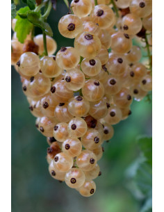 Whitecurrant (Ribes rubrum)... 2
