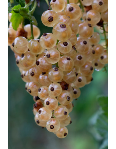Whitecurrant (Ribes rubrum) Rare...