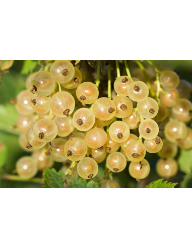 1 Arbolito de Grosella blanca 'White grape'...