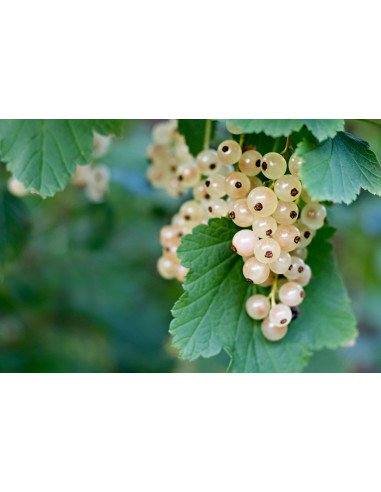 1 Arbolito de Grosella blanca 'White grape'...